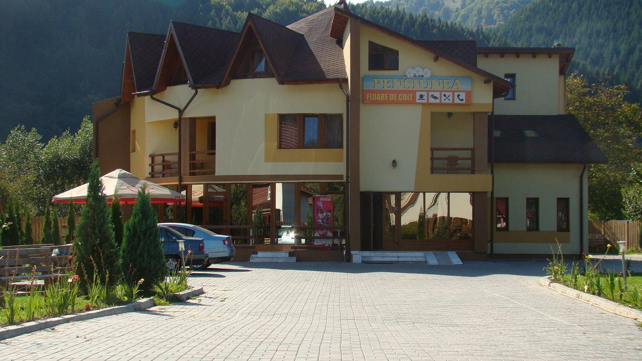 Pensiunea Floare De Colt Dragoslavele Exterior foto